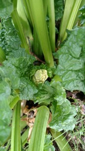This seedpod has just started to pop on the rhubarb plant. You can pull or cut these out right when you first see them!