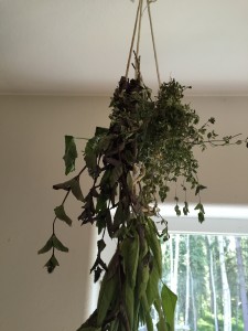 Herbs drying in the kitchen. 