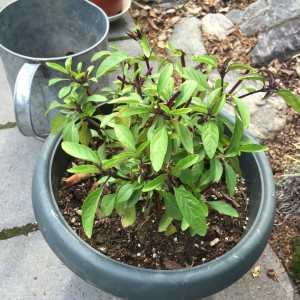 Thai basil plant with center and side stalks pinched back to encourage leaf growth from  new side shoots. 