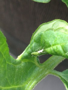 Aphid, left, and Mealybug, right, on a leaf of a Cherokee Purple Tomato.