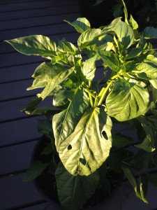 Pepper plant with aphid damage.