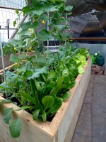 a raised bed