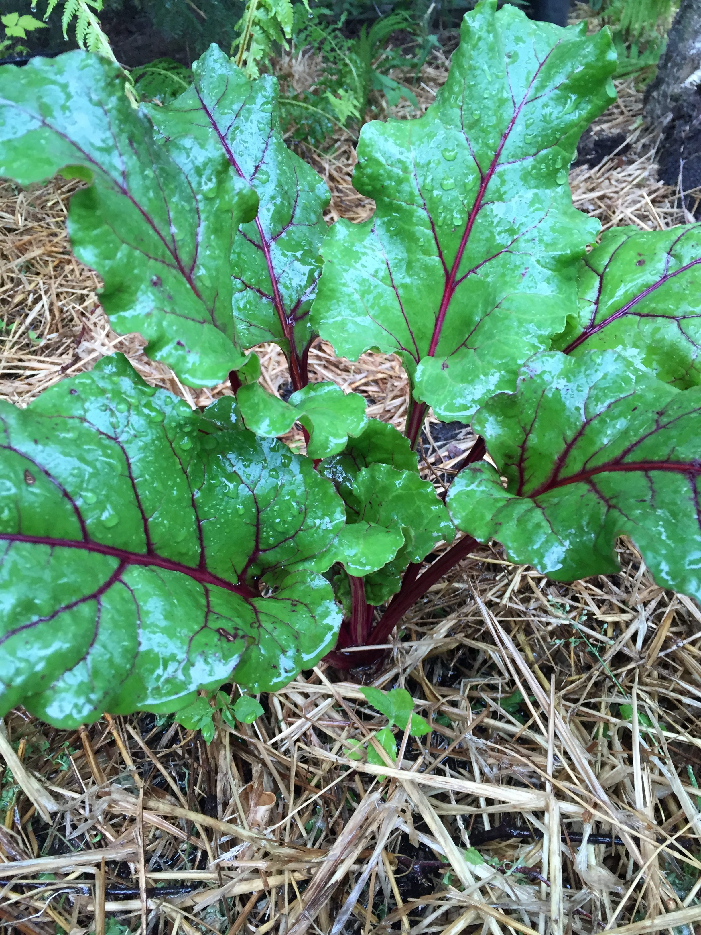 bonding-with-employees-while-gardening-for-a-local-food-pantry-alaska