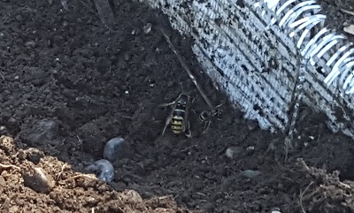 Two insects found three inches down in the soil
