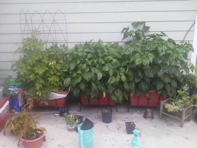3 self-watering planters with tomatoes on left and peppers in middle and right.