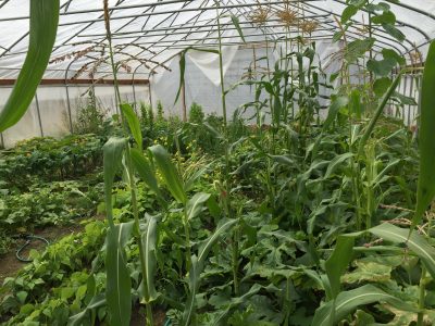 Thriving  garden, even corn can grow north of the Arctic Circle if it is given the right care. 
