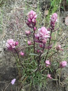 Sometimes plants found far afield can be brought home and added to an ethnobotany section of your garden. 