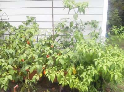 Ghost pepper plants grown in Florida.