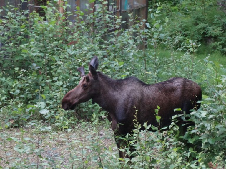 Gardening with Wildlife in Chugiak, Alaska – Alaska Master Gardener Blog