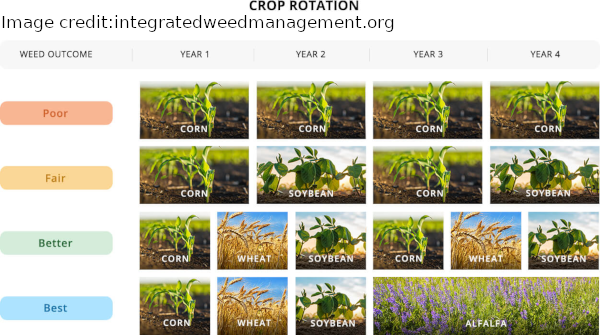 crop-rotations-rodale-institute