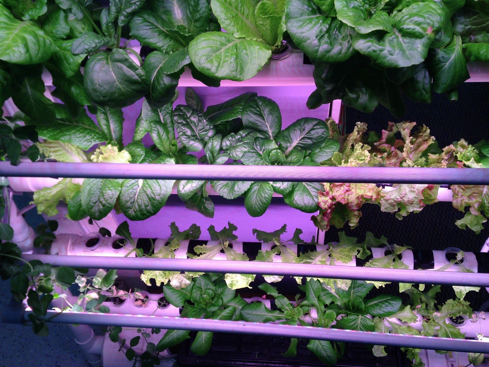 NFT Hydroponics setup growing lettuce