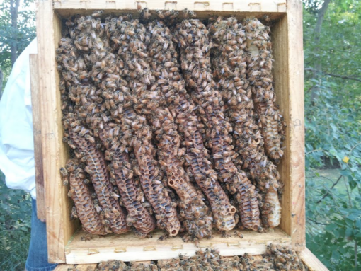 Warre Hive Honeycomb inside box