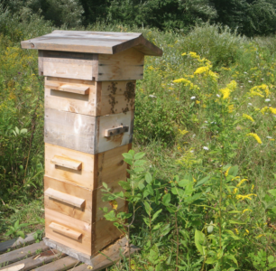 Beekeeping Basics: Choosing the Perfect Hive – Alaska Master Gardener Blog