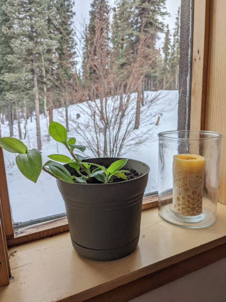 Inching Into Indoor Gardening – Alaska Master Gardener Blog